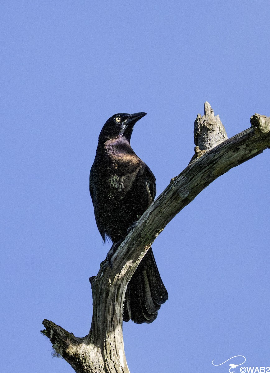 Common Grackle - ML643782770