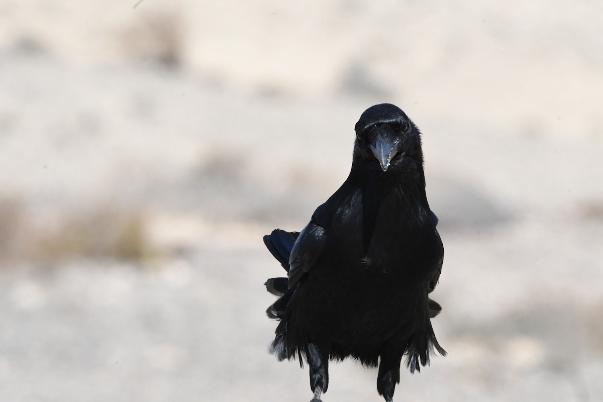 Common Raven - ML643782780