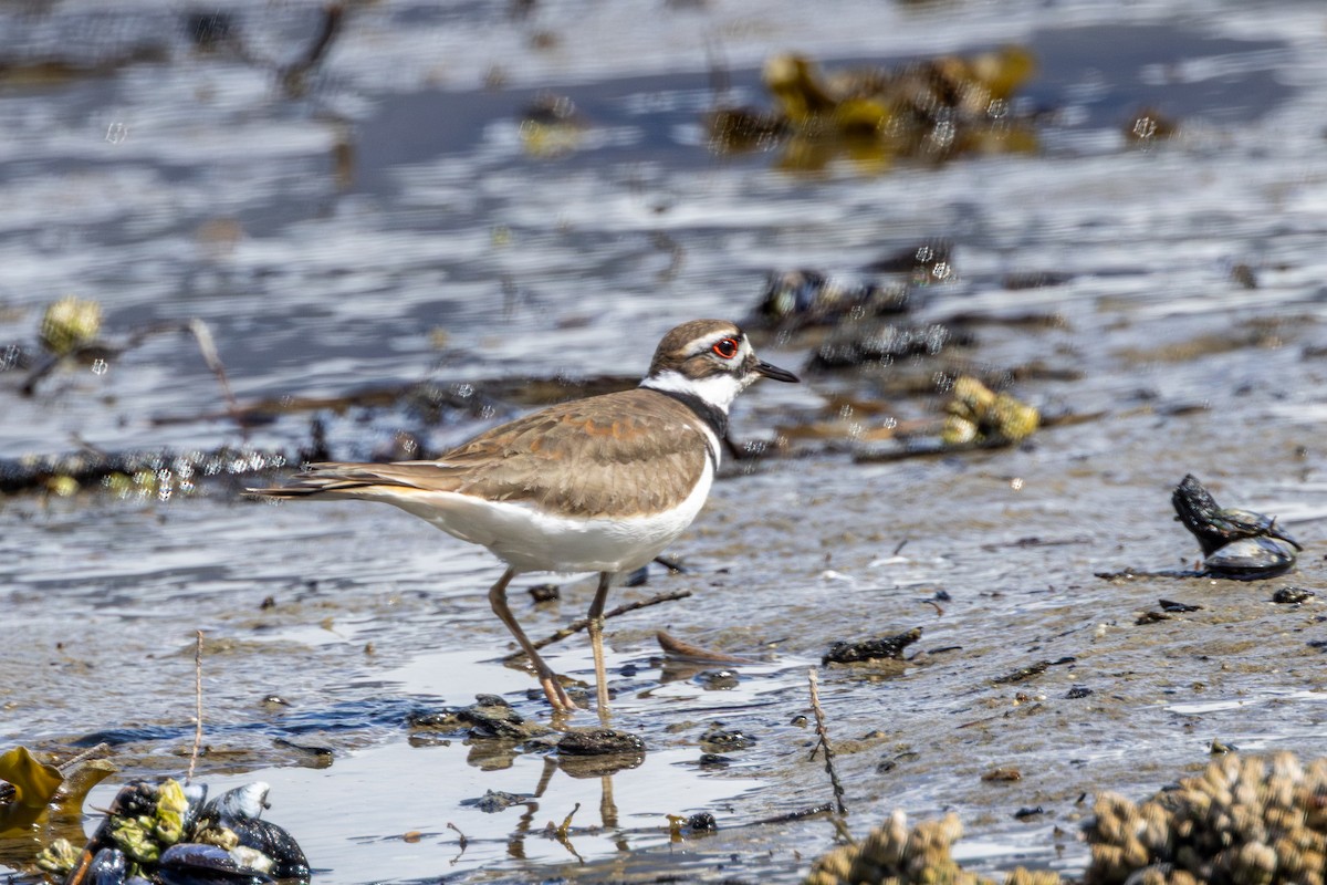 Killdeer - ML643782781