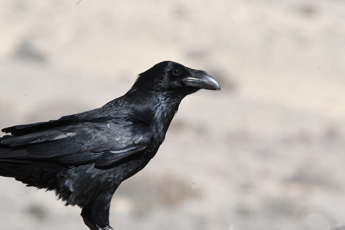 Common Raven - ML643782782