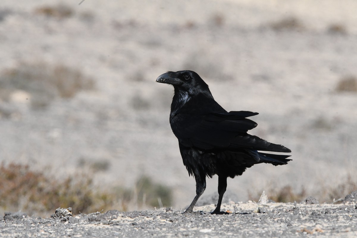 Common Raven - ML643782783