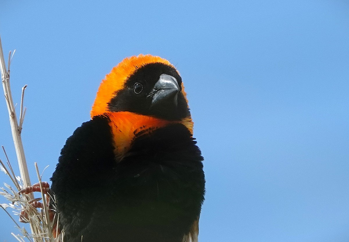 Southern Red Bishop - ML643782796