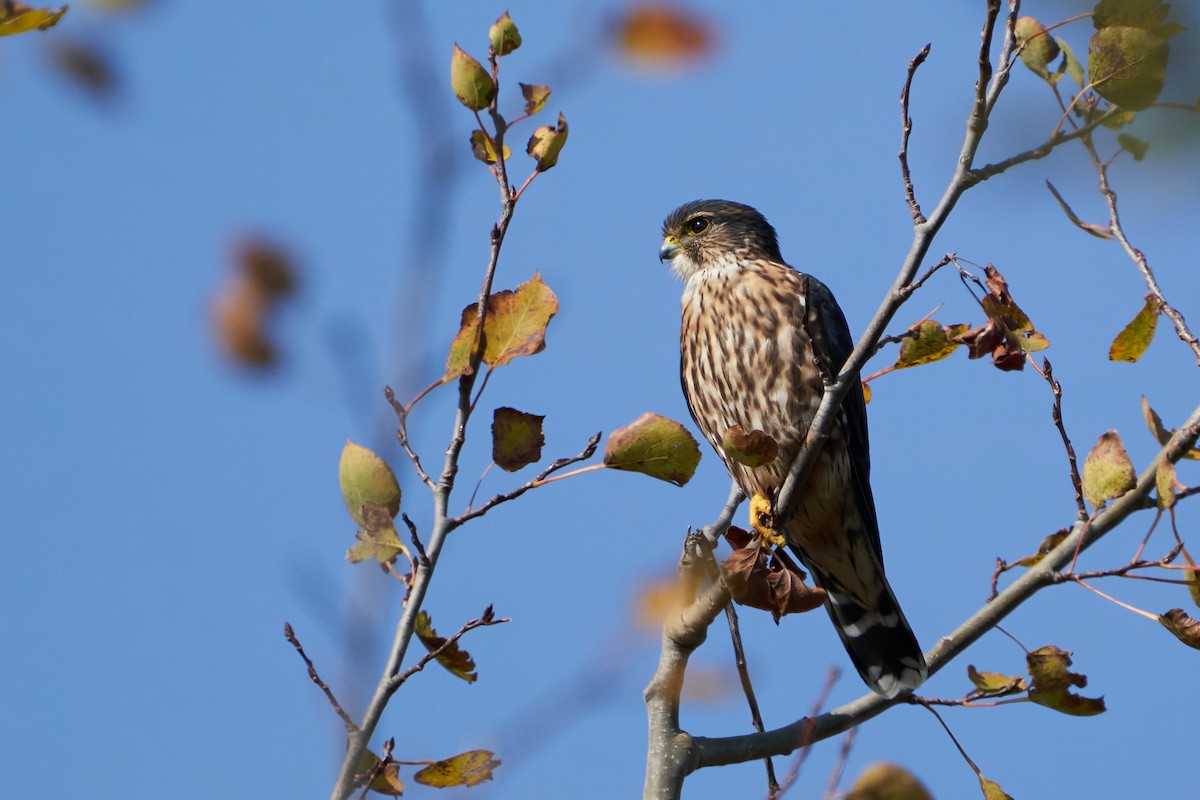 Faucon émerillon - ML643782798