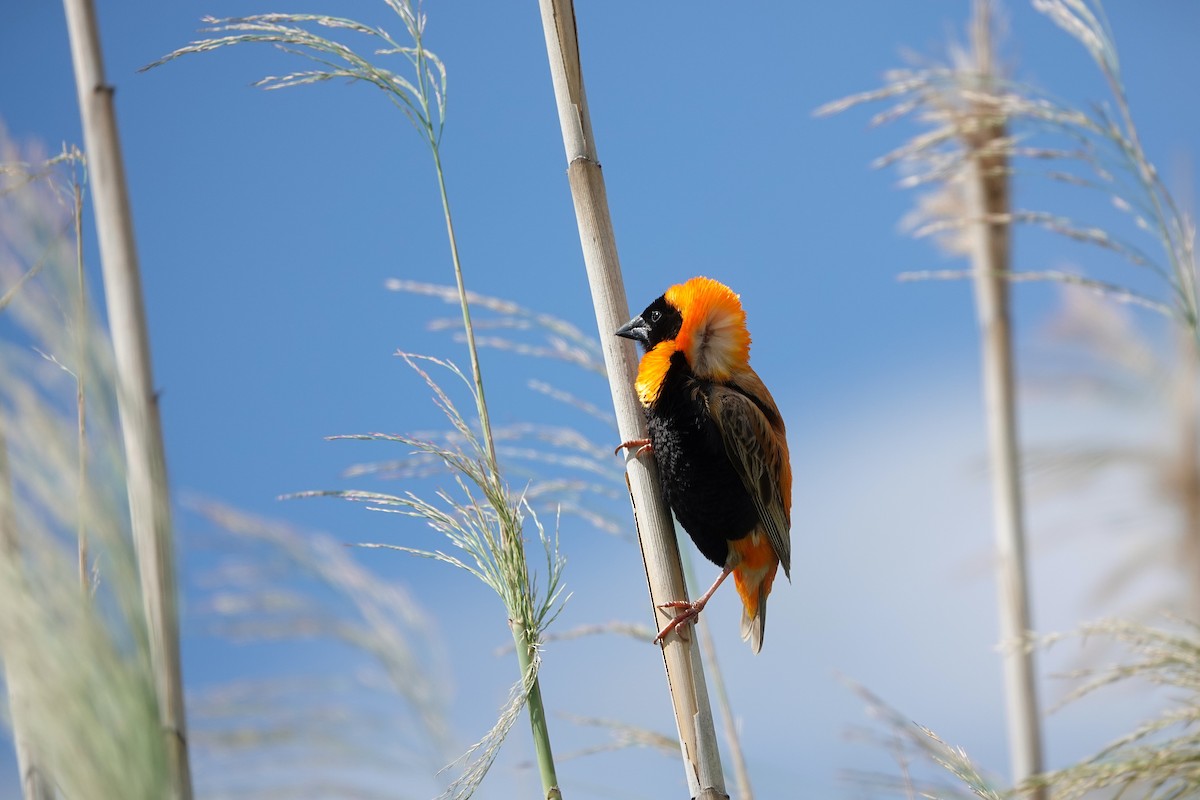Southern Red Bishop - ML643782810