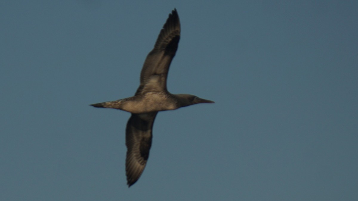 Northern Gannet - ML643782816