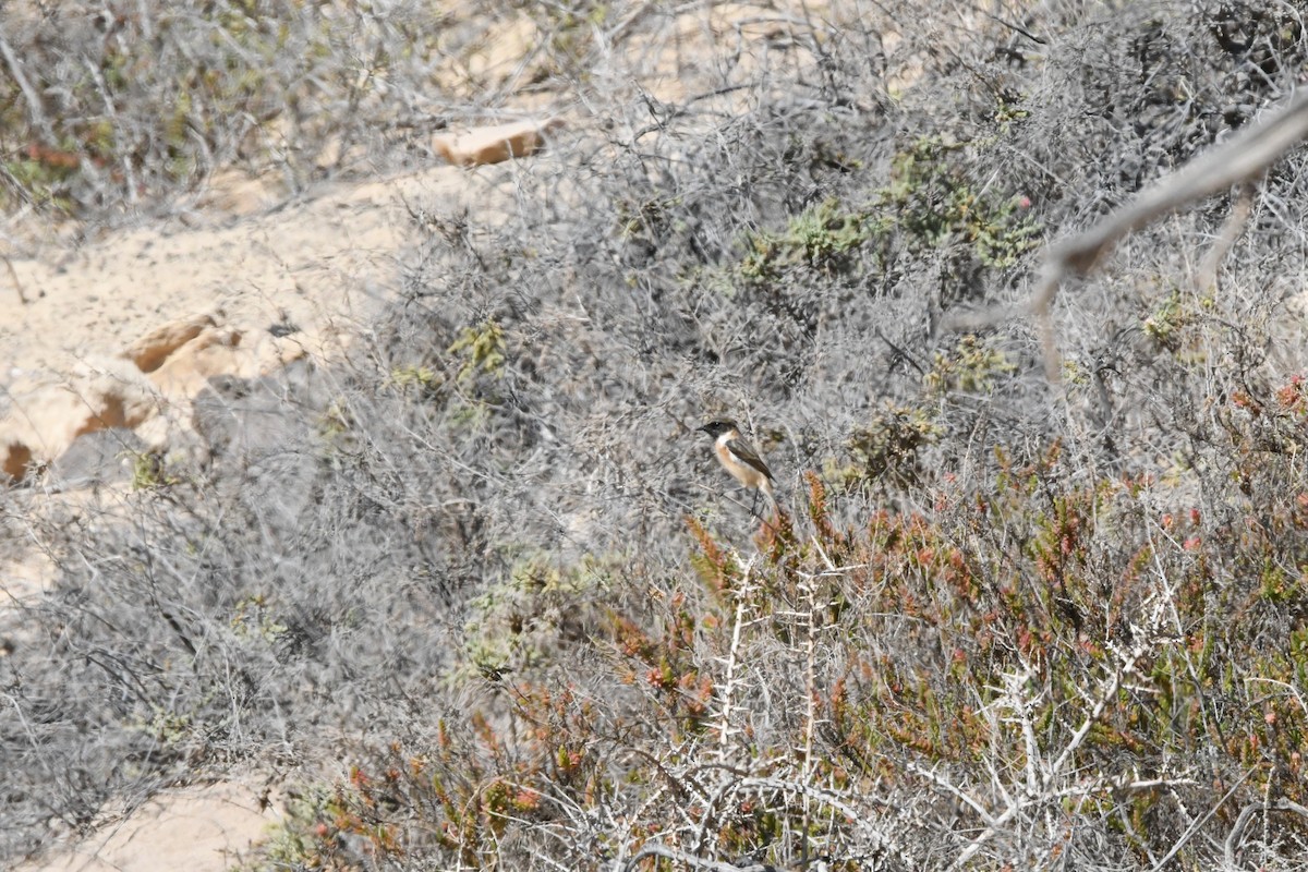 Fuerteventura Stonechat - ML643782818