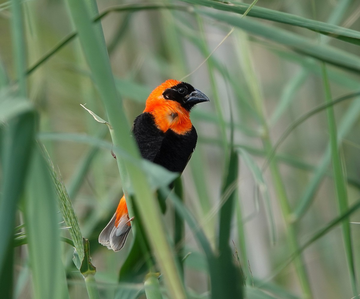 Southern Red Bishop - ML643782830