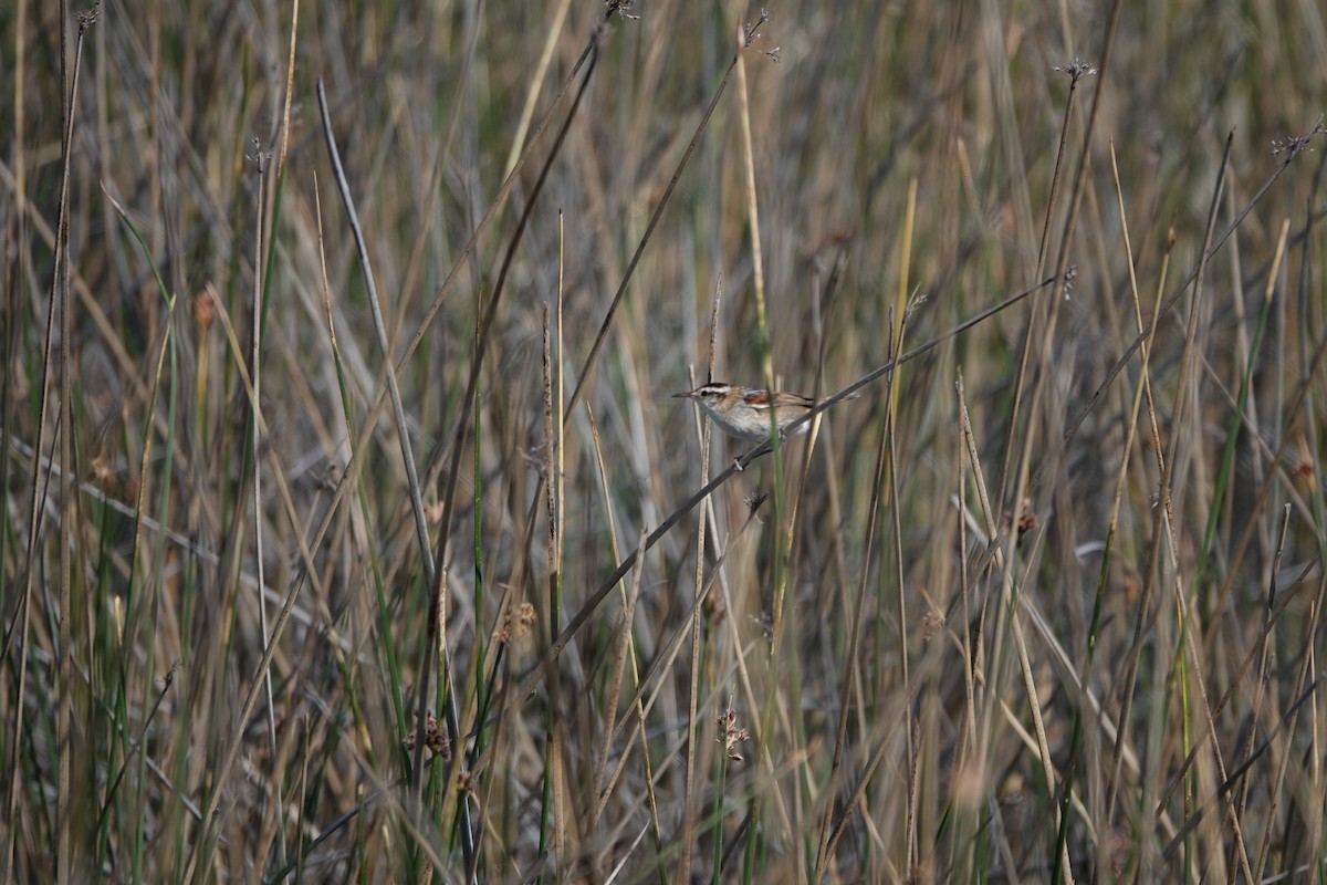 Wren-like Rushbird - ML643782846