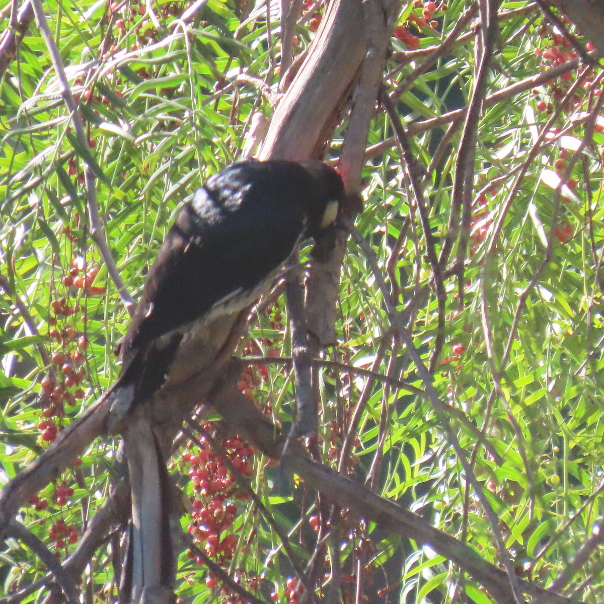 Acorn Woodpecker - ML643782851