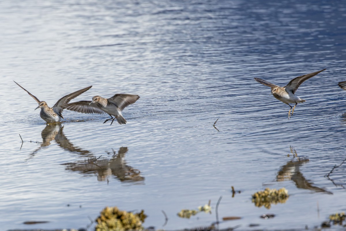 Least Sandpiper - ML643782862