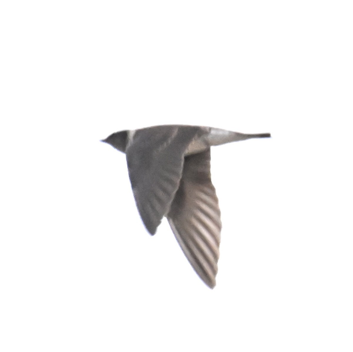 Purple Martin - ML643782921