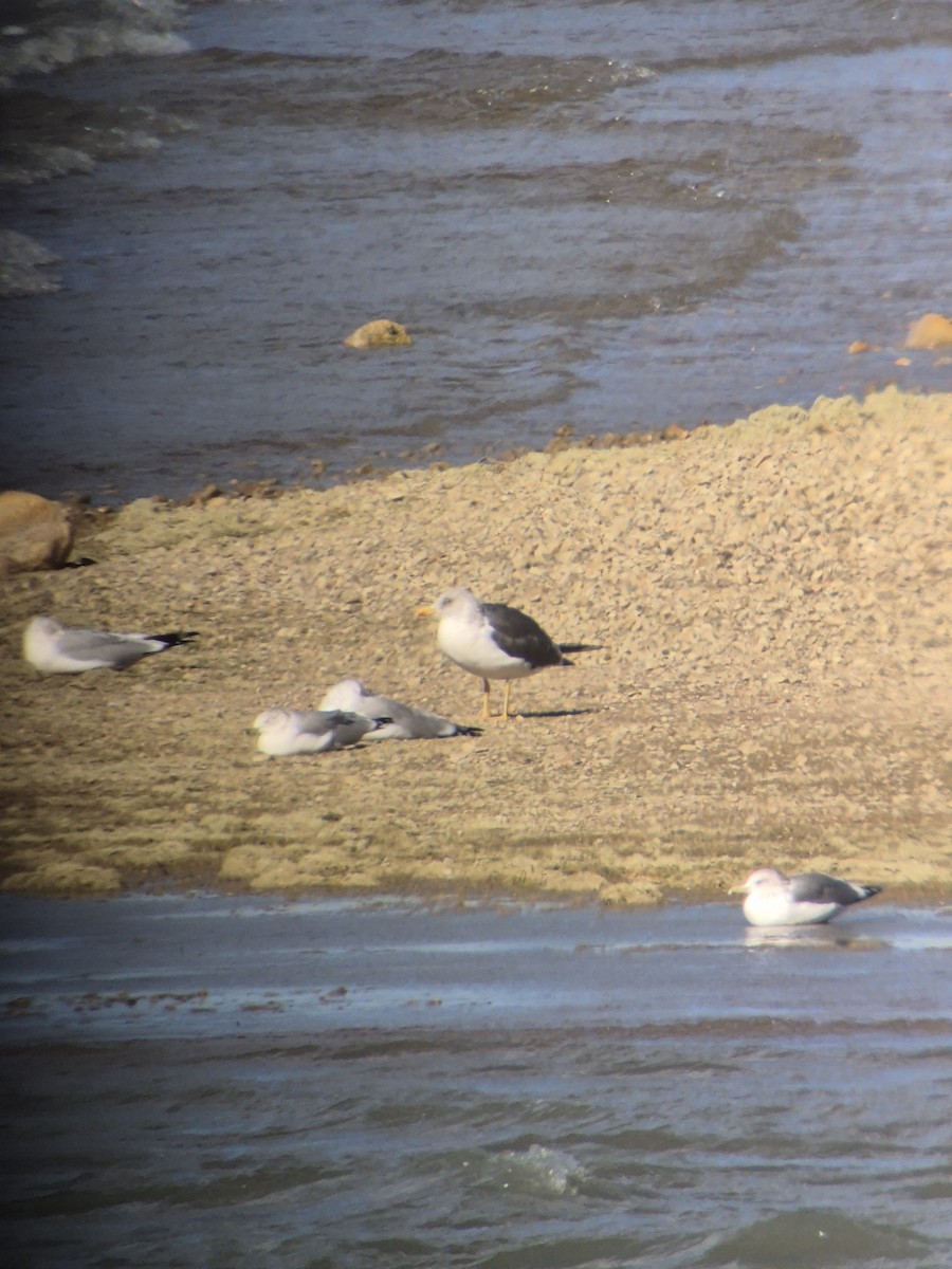 Zafferano - ML643782933