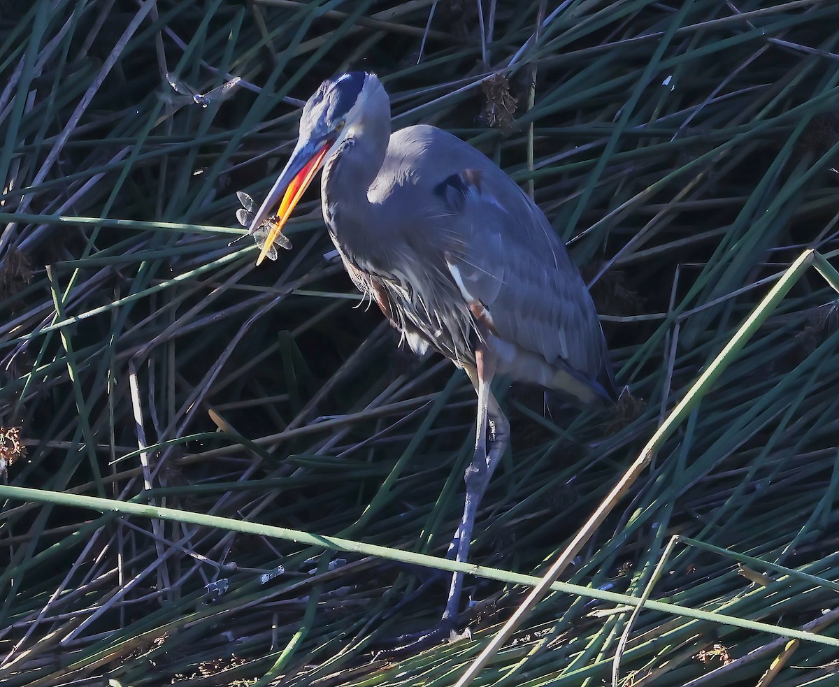 Great Blue Heron - ML643782940