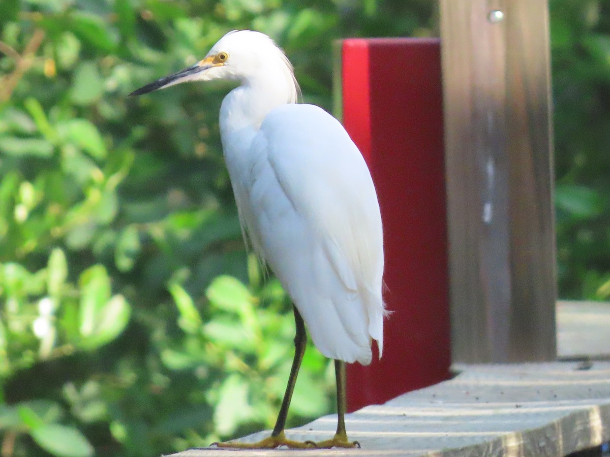 Snowy Egret - ML643782958