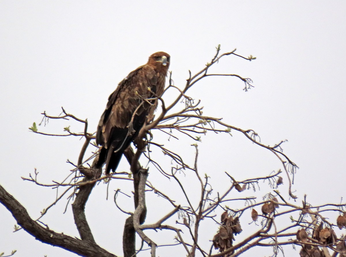Tawny Eagle - ML643782965