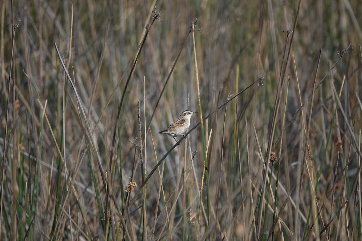 Wren-like Rushbird - ML643782968