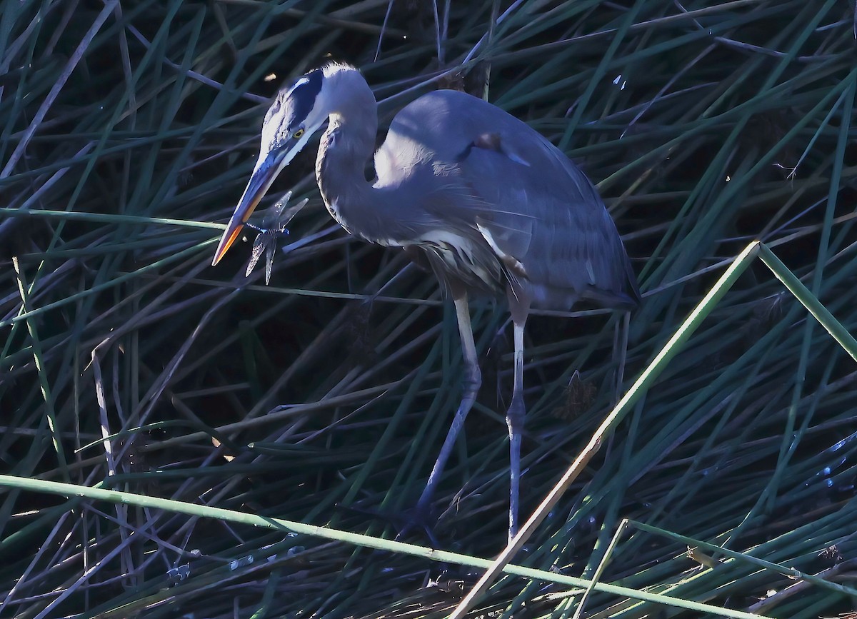 Great Blue Heron - ML643782969