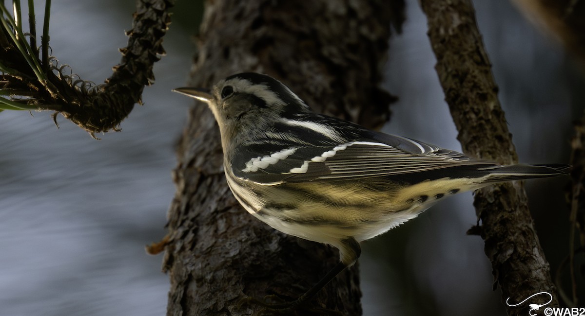 Black-and-white Warbler - ML643782978