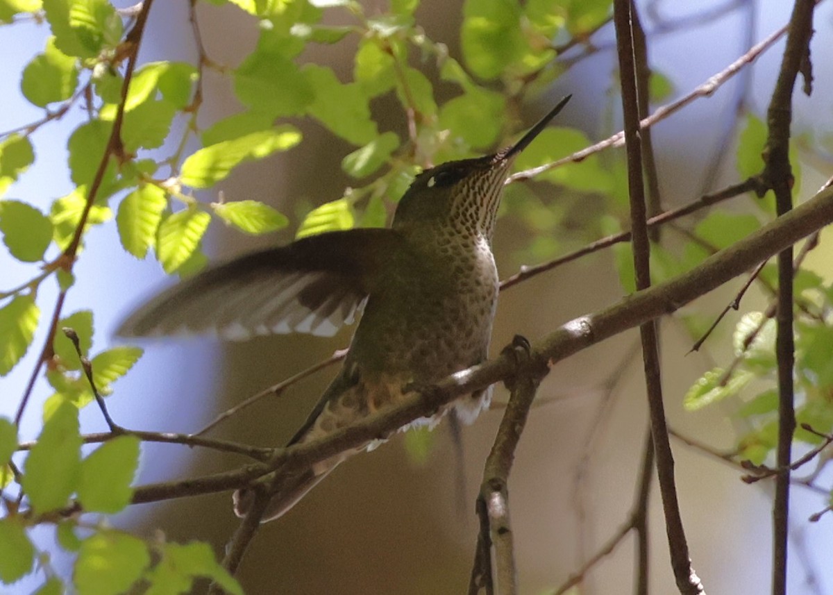 Green-backed Firecrown - ML643782992