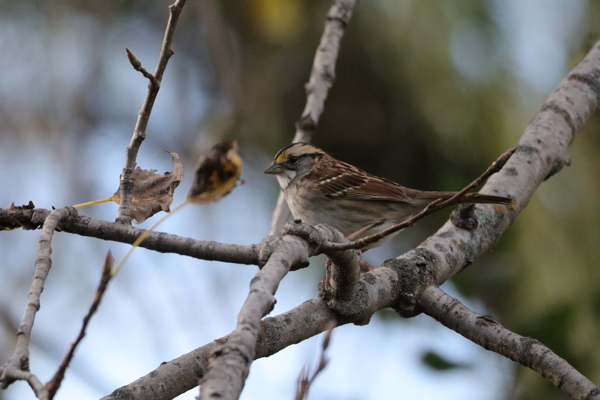 White-throated Sparrow - ML643783004