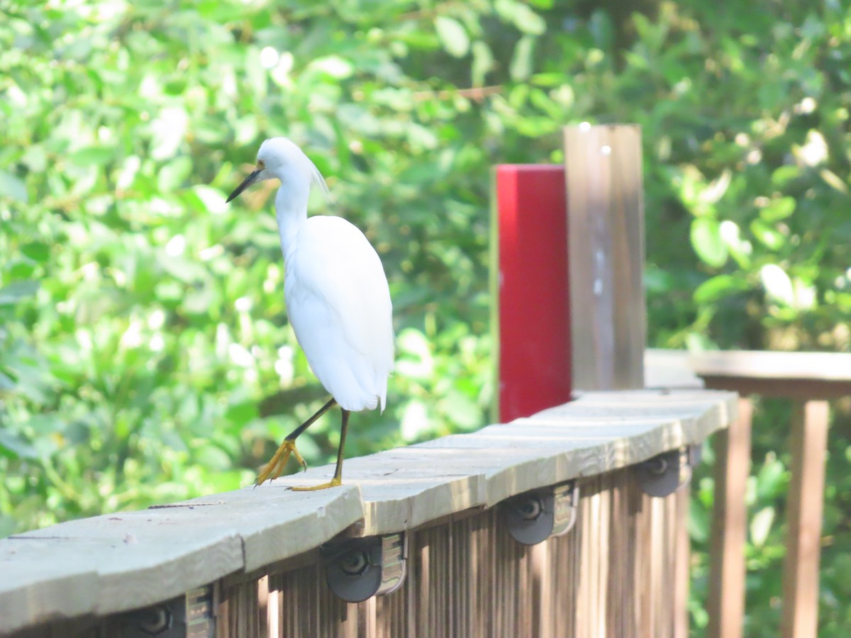 Snowy Egret - ML643783010