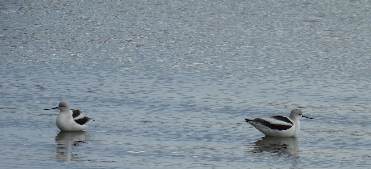 Avocette d'Amérique - ML643783022