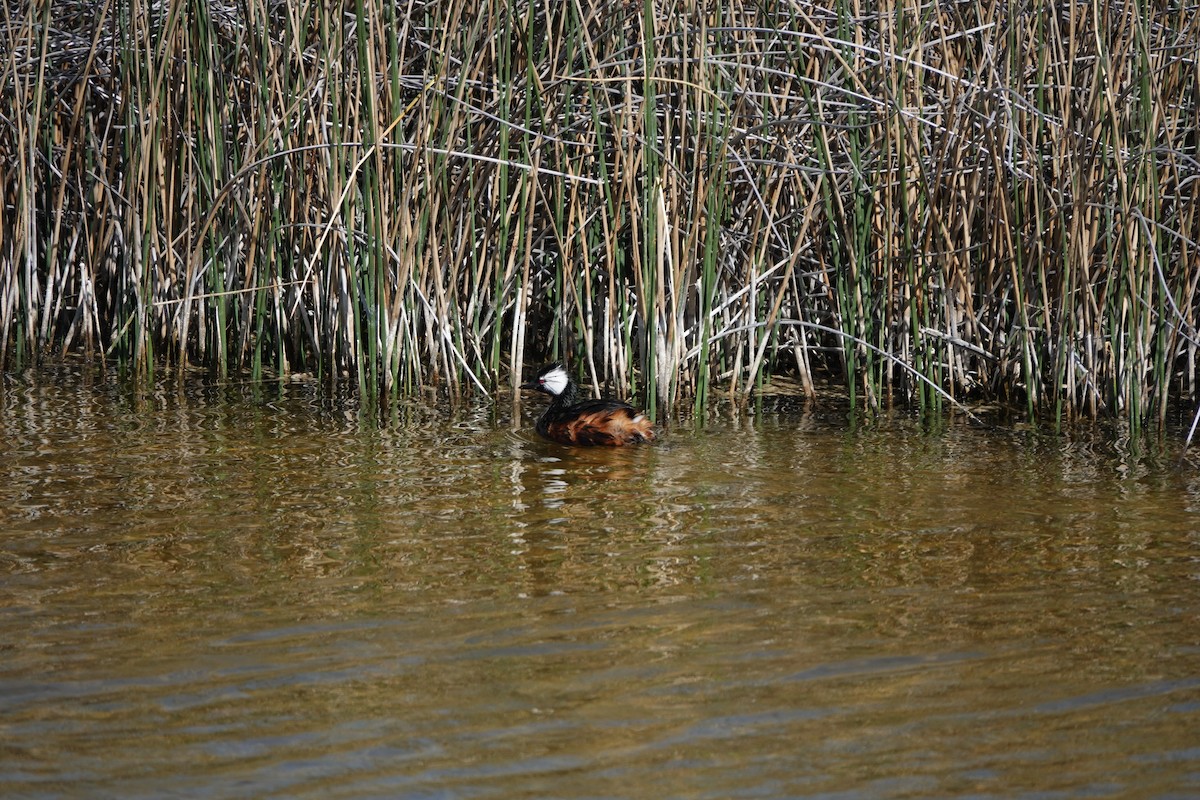 White-tufted Grebe - ML643783023