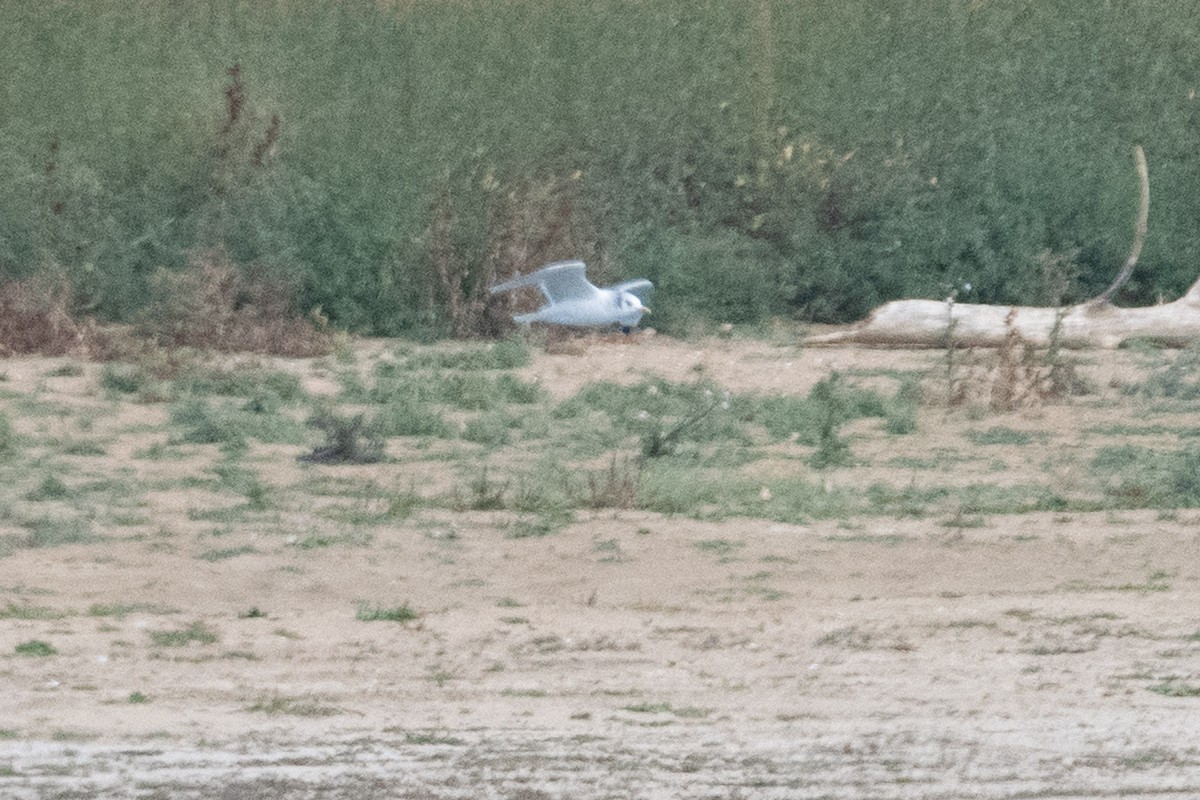 Mouette tridactyle - ML643783031