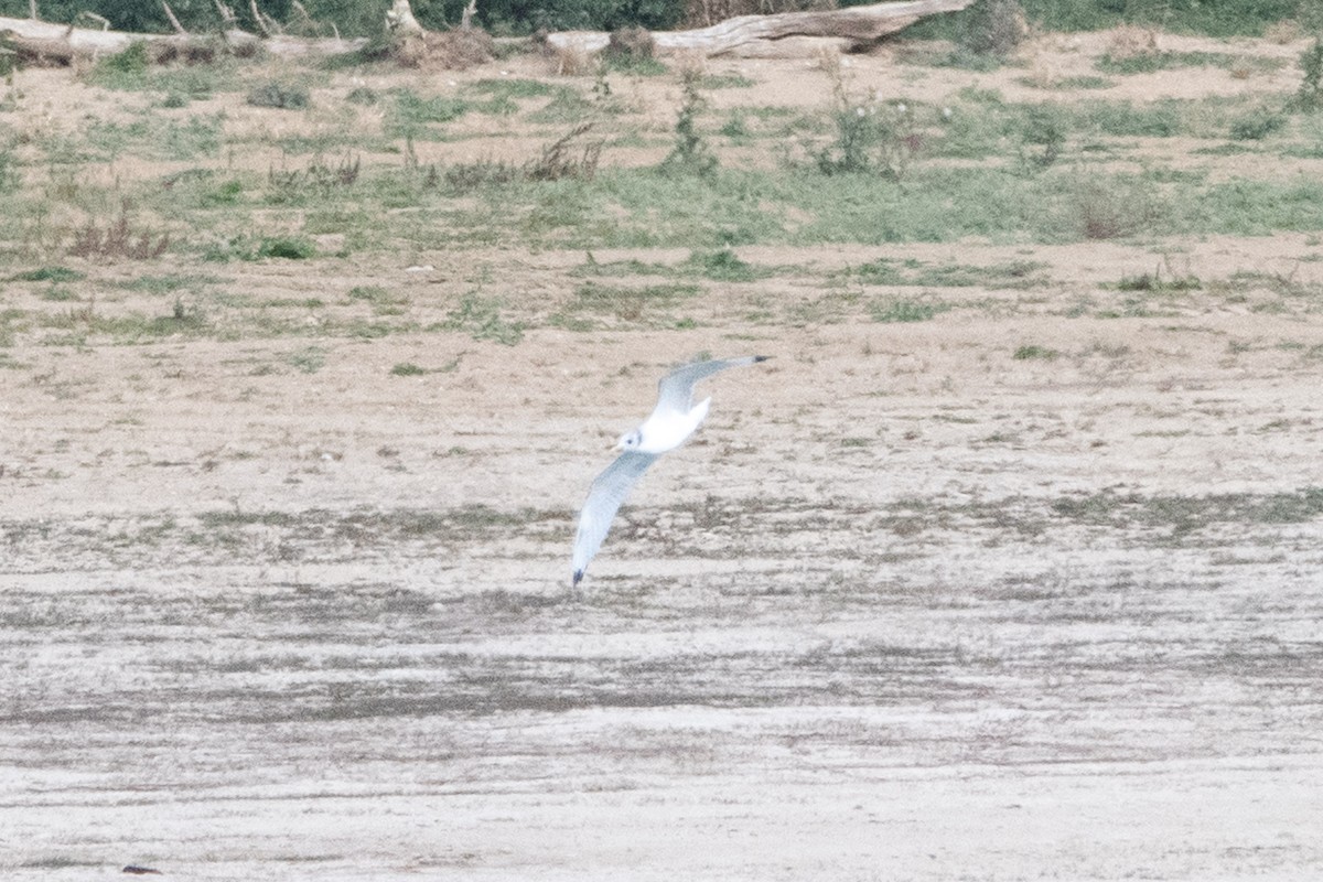 Mouette tridactyle - ML643783032