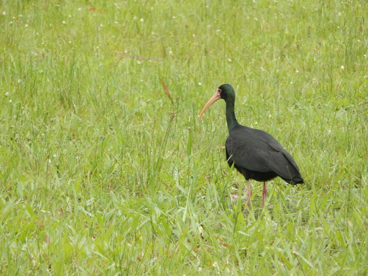 Ibis Afeitado - ML643783055
