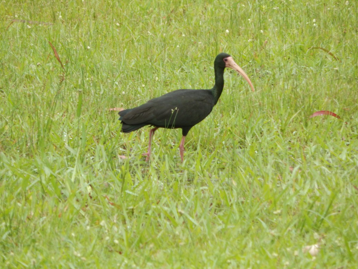 Ibis Afeitado - ML643783056