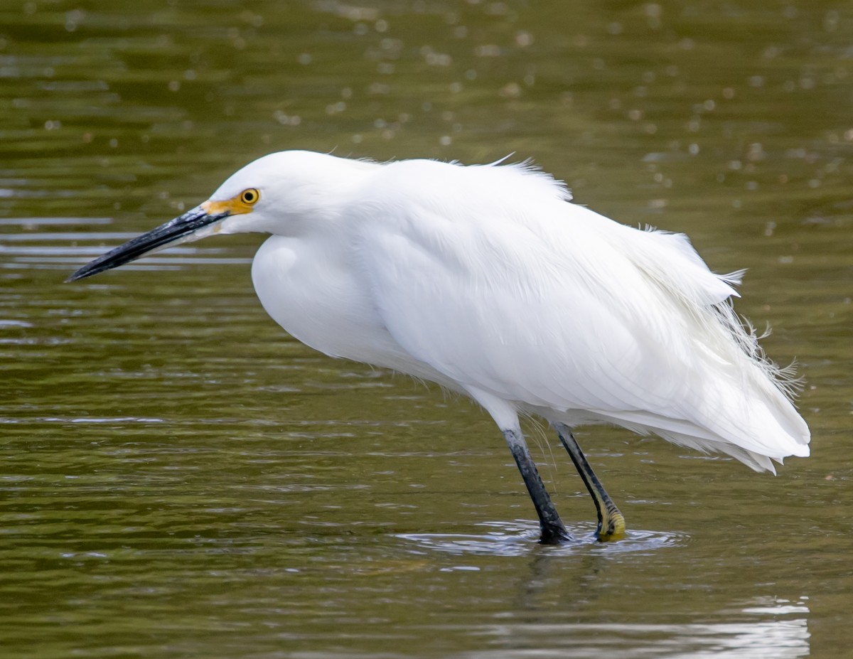 Snowy Egret - ML643783063