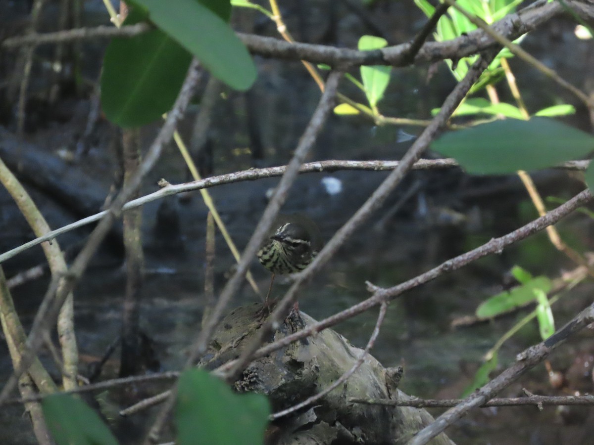 Northern Waterthrush - ML643783064