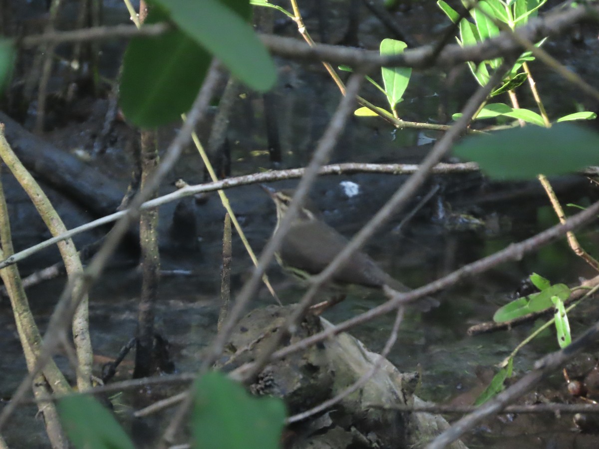 Northern Waterthrush - ML643783065