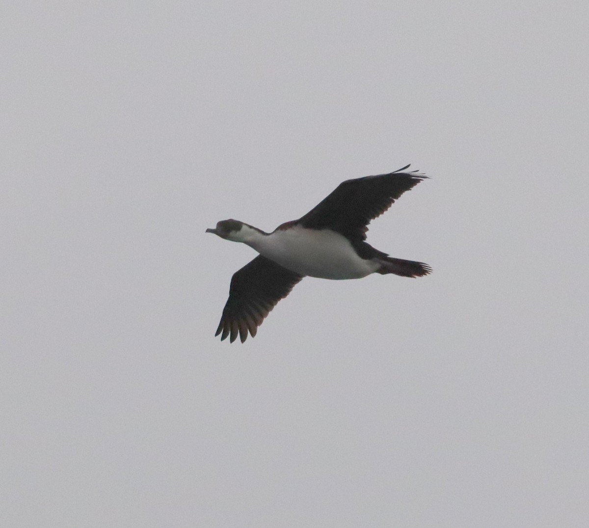 Cormoran impérial - ML643783066