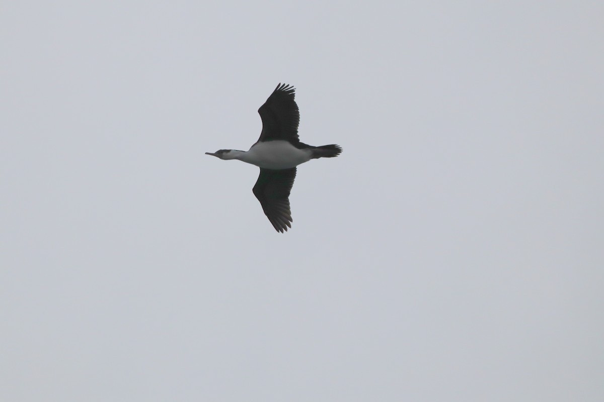 Cormoran impérial - ML643783072