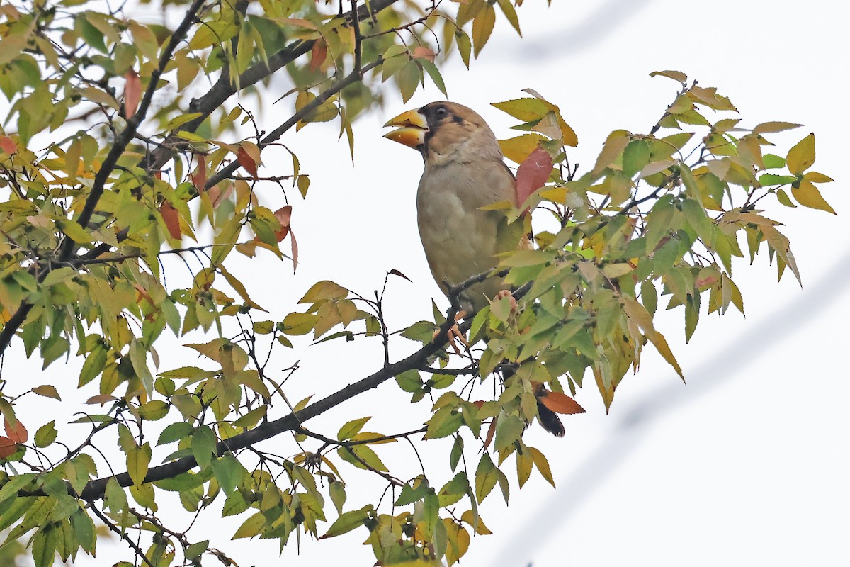桑鳲 - ML643783073
