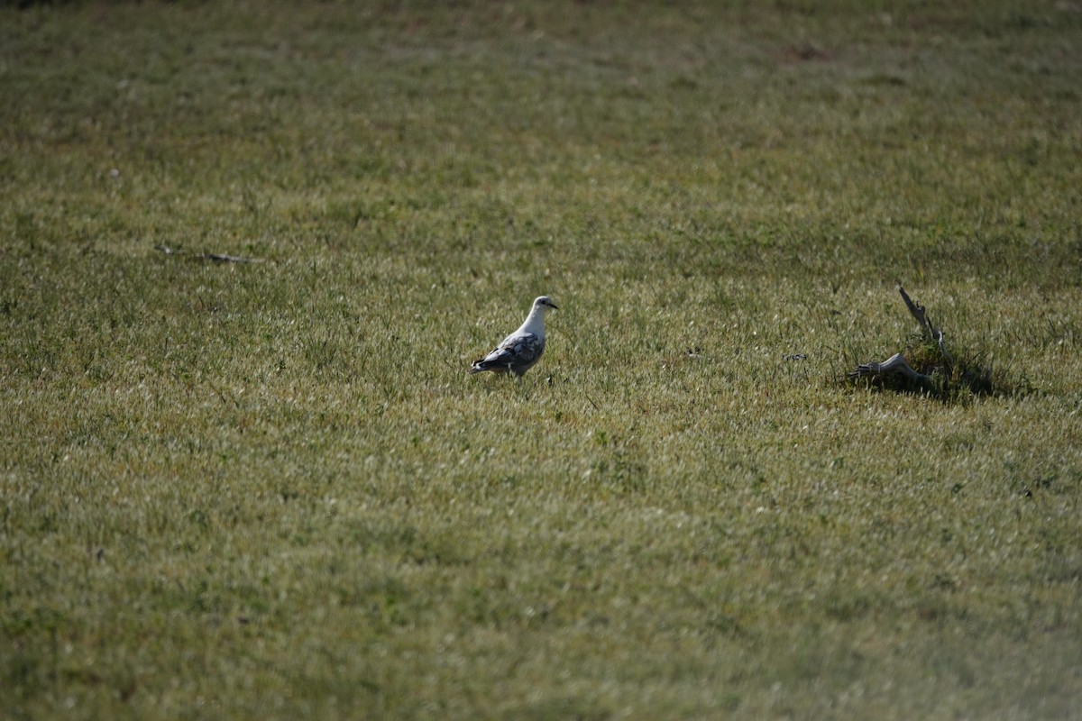 Eared Dove - ML643783075