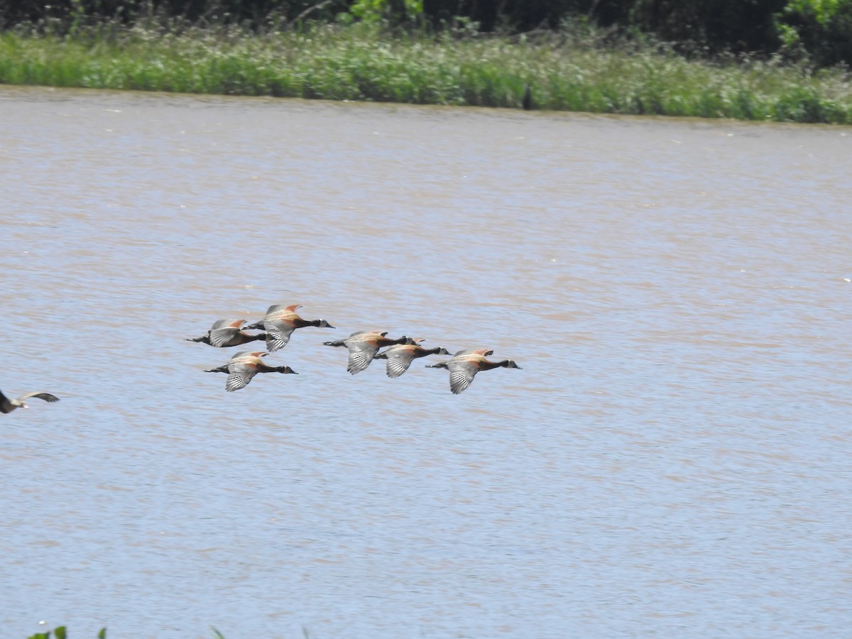 White-faced Whistling-Duck - ML643783081