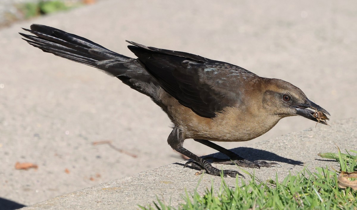 Great-tailed Grackle - ML643783086