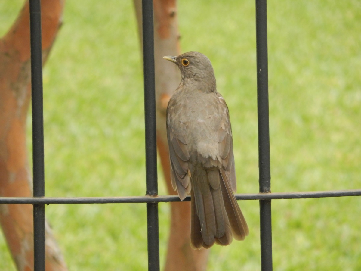 Rufous-bellied Thrush - ML643783087