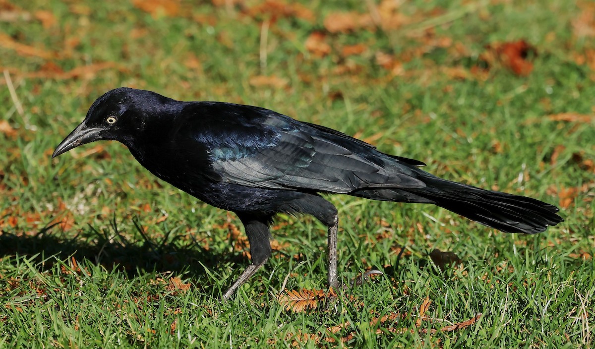 Great-tailed Grackle - ML643783090