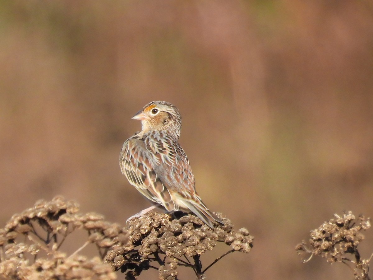 Grasshopper Sparrow - ML643783091