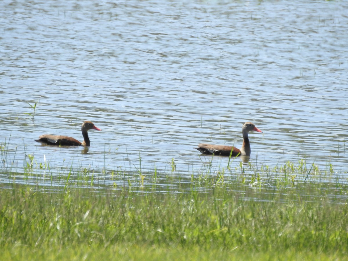 Black-bellied Whistling-Duck - ML643783092