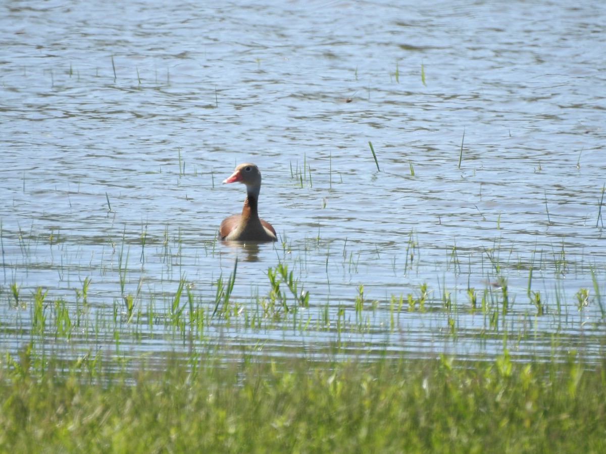 Black-bellied Whistling-Duck - ML643783093