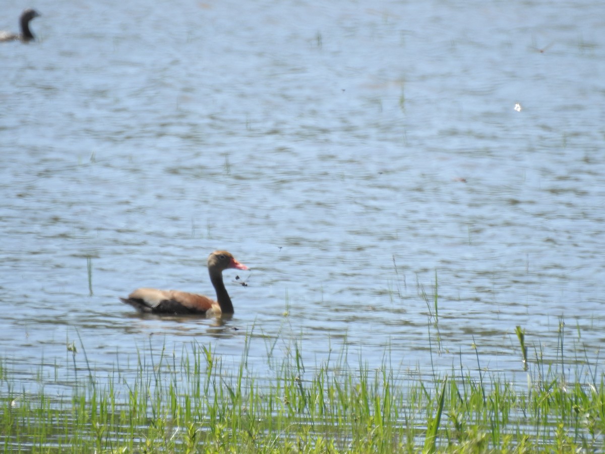 Black-bellied Whistling-Duck - ML643783094