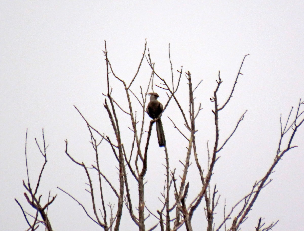 Gray Go-away-bird - ML643783096