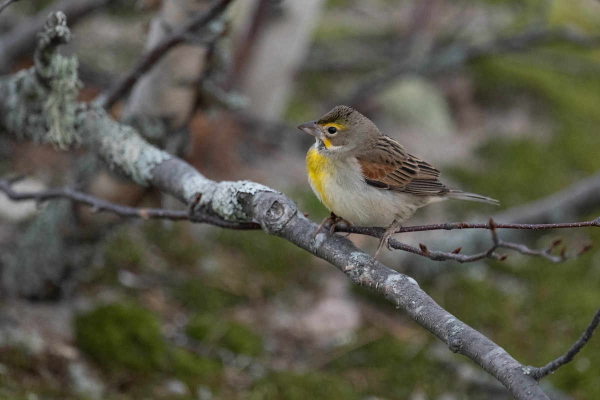 Dickcissel - ML643783097