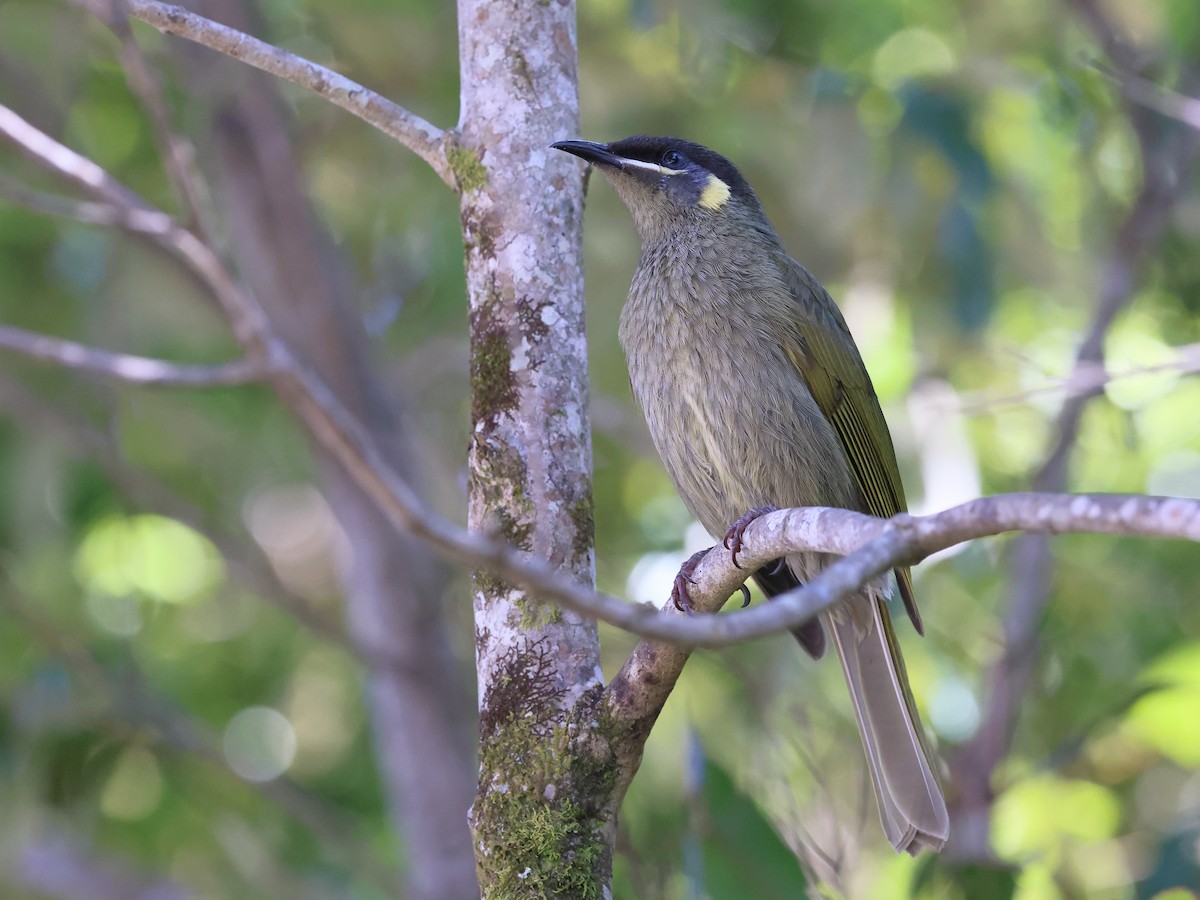 Lewin's Honeyeater - ML643783098