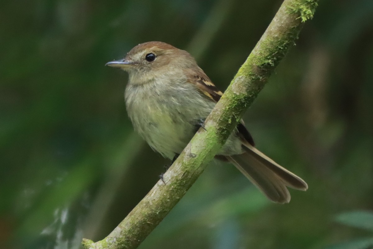 Euler's Flycatcher - ML643783099